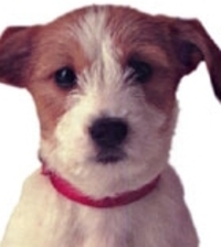 Shambles the Puppy